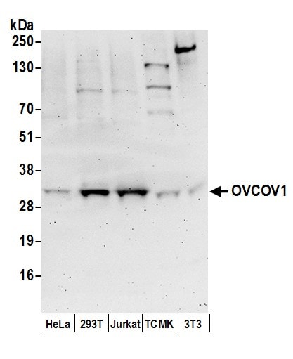 SLC35C2 Antibody
