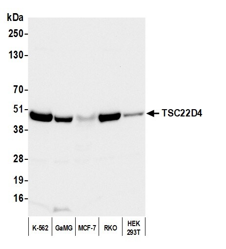 TSC22D4 Antibody