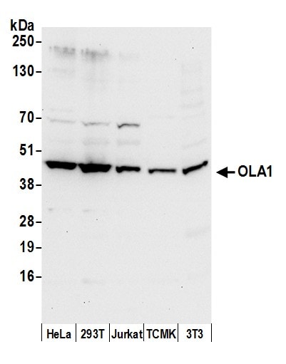 GTPBP9 Antibody