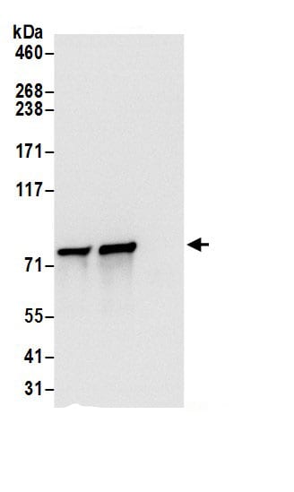 DYNC1I2 Antibody