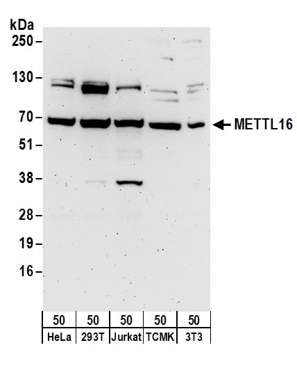 METT10D Antibody