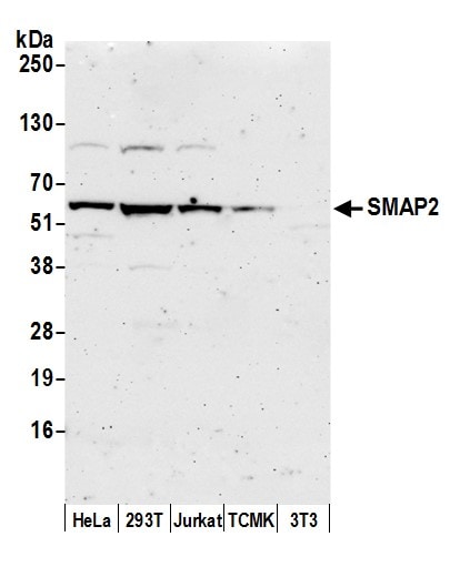 SMAP2 Antibody