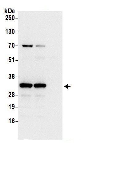 RPS3A Antibody
