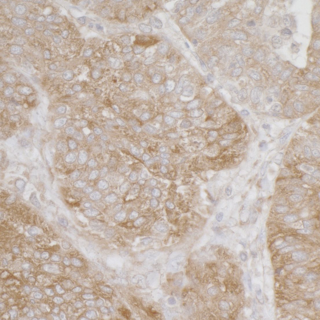 RPS3A Antibody