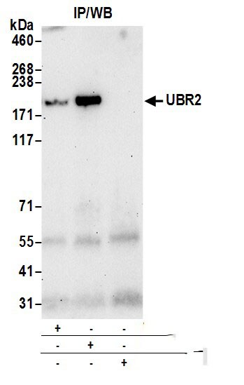 UBR2 Antibody
