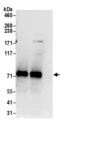 GTP-binding protein 1 Antibody