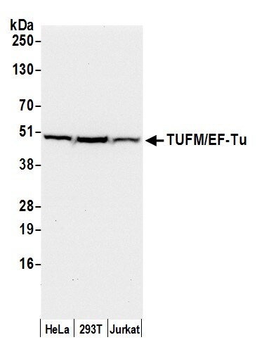 TUFM Antibody