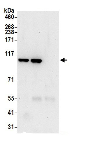 MVP Antibody