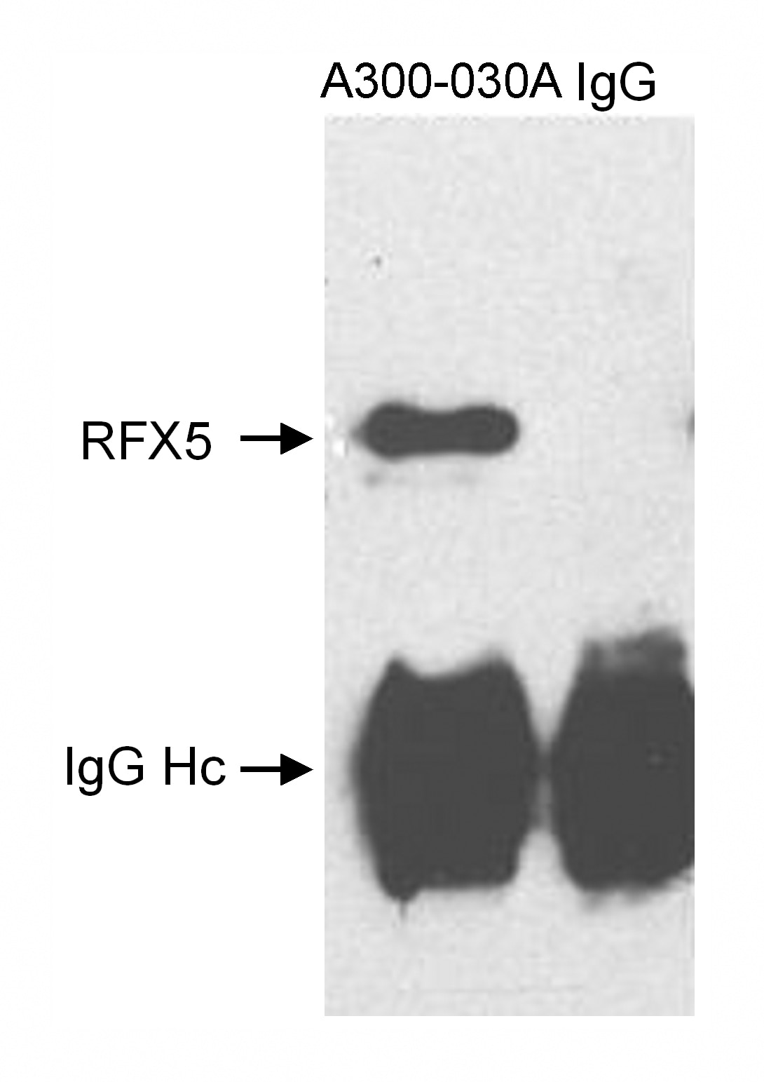 RFX5 Antibody