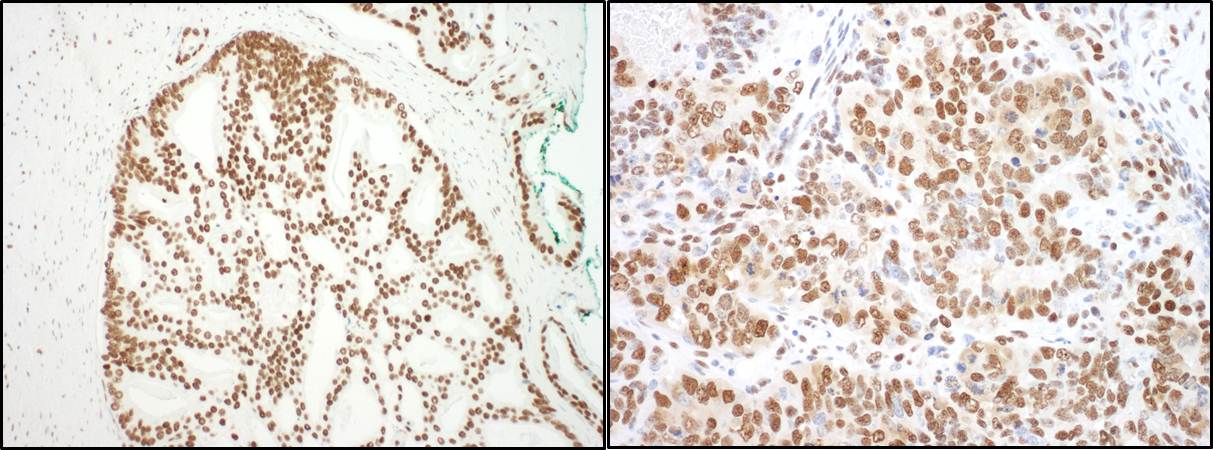 SAP130 Antibody