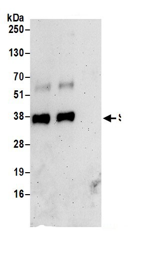 SURF2 Antibody