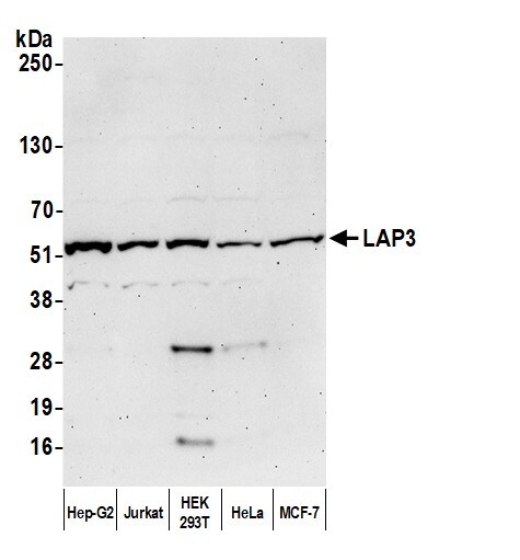 LAP3 Antibody