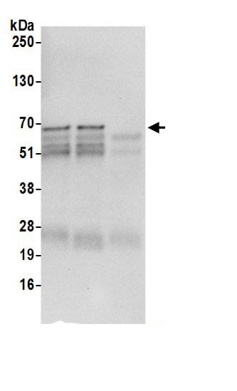 STAM2 Antibody