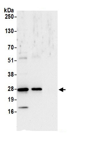 Peroxiredoxin 6 Antibody