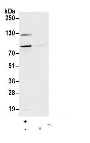 BTBD14A Antibody