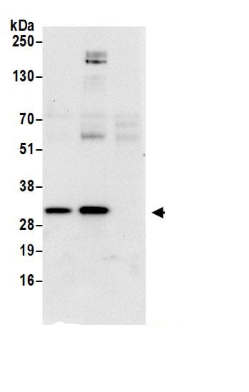 Ribosome maturation protein SBDS Antibody