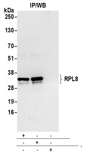 RPL8 Antibody
