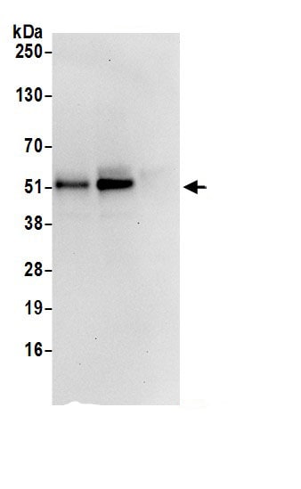 SNX8 Antibody
