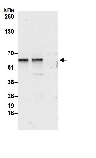 dynactin 4 Antibody