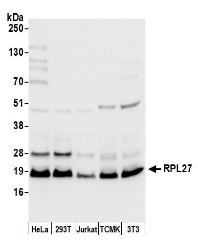 RPL27 Antibody