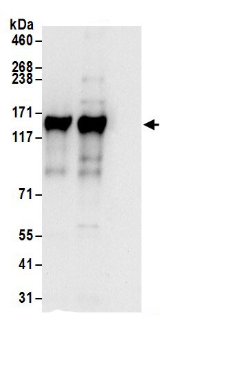 UBAP2 Antibody