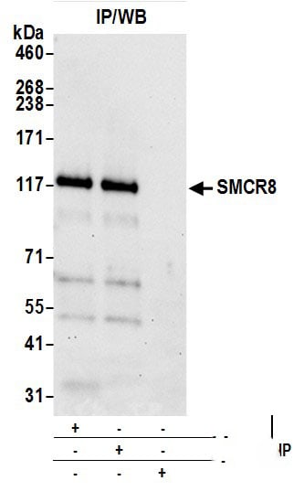 SMCR8 Antibody