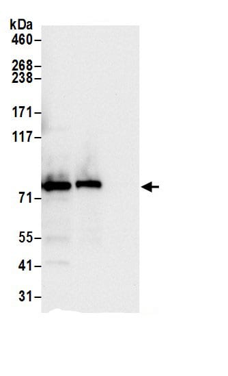 Aconitase 2 Antibody