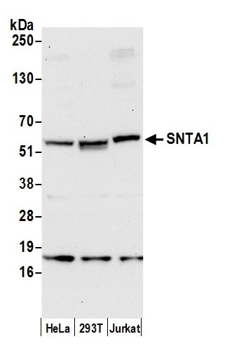 Syntrophin Antibody