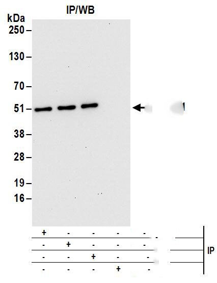 DAZAP1 Antibody