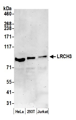 LRCH3 Antibody