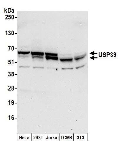 USP39 Antibody