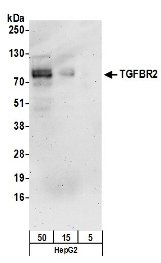 TGF-beta RII Antibody
