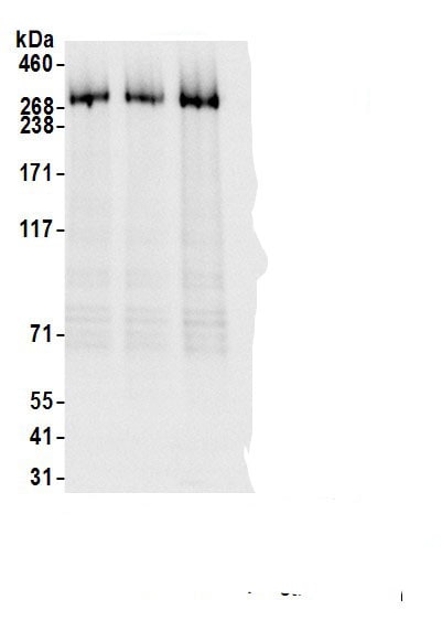 KAT4/TBP Associated Factor 1 Antibody