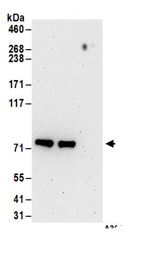 TRM1 Antibody