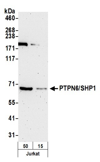 SHP-1 Antibody