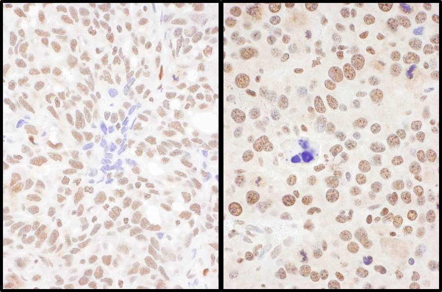 SFRS7 Antibody