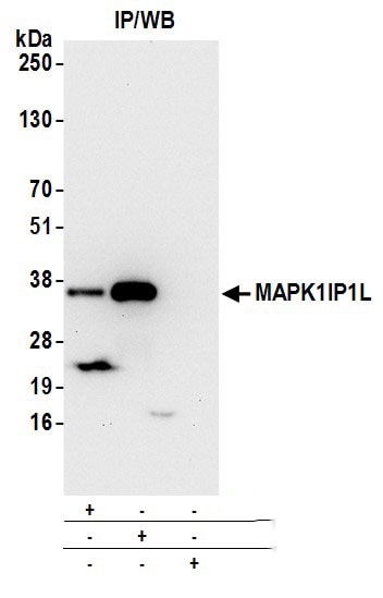 MAPK1IP1L Antibody