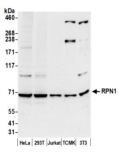 Ribophorin I Antibody