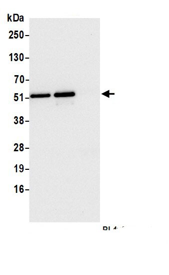 RPL4 Antibody