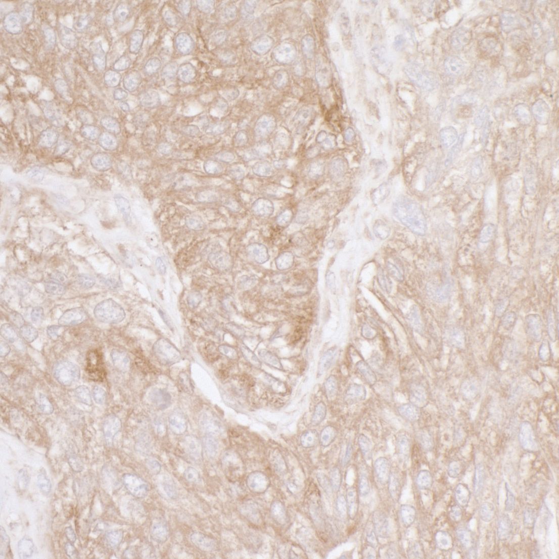 RPS3A Antibody