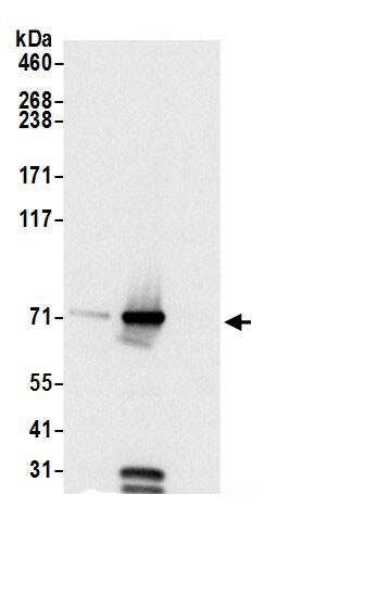 GRP75/HSPA9B/Mortalin Antibody