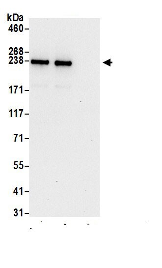 Myosin Heavy Chain Antibody