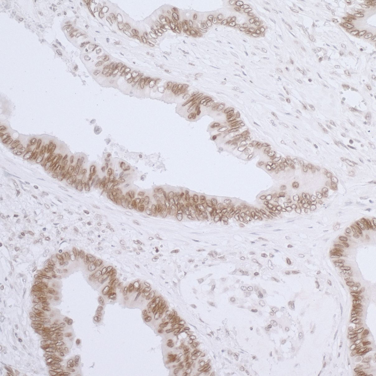 Thymopoietin/LAP2 Antibody