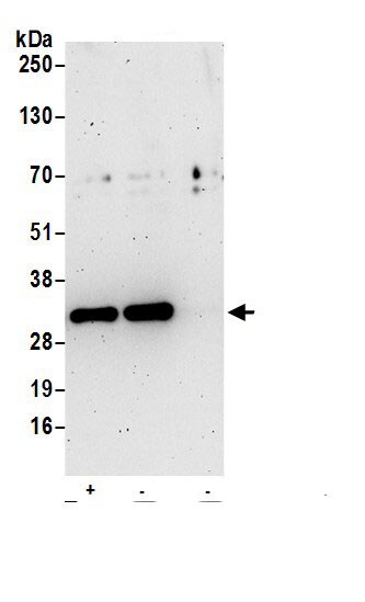 Stomatin Antibody
