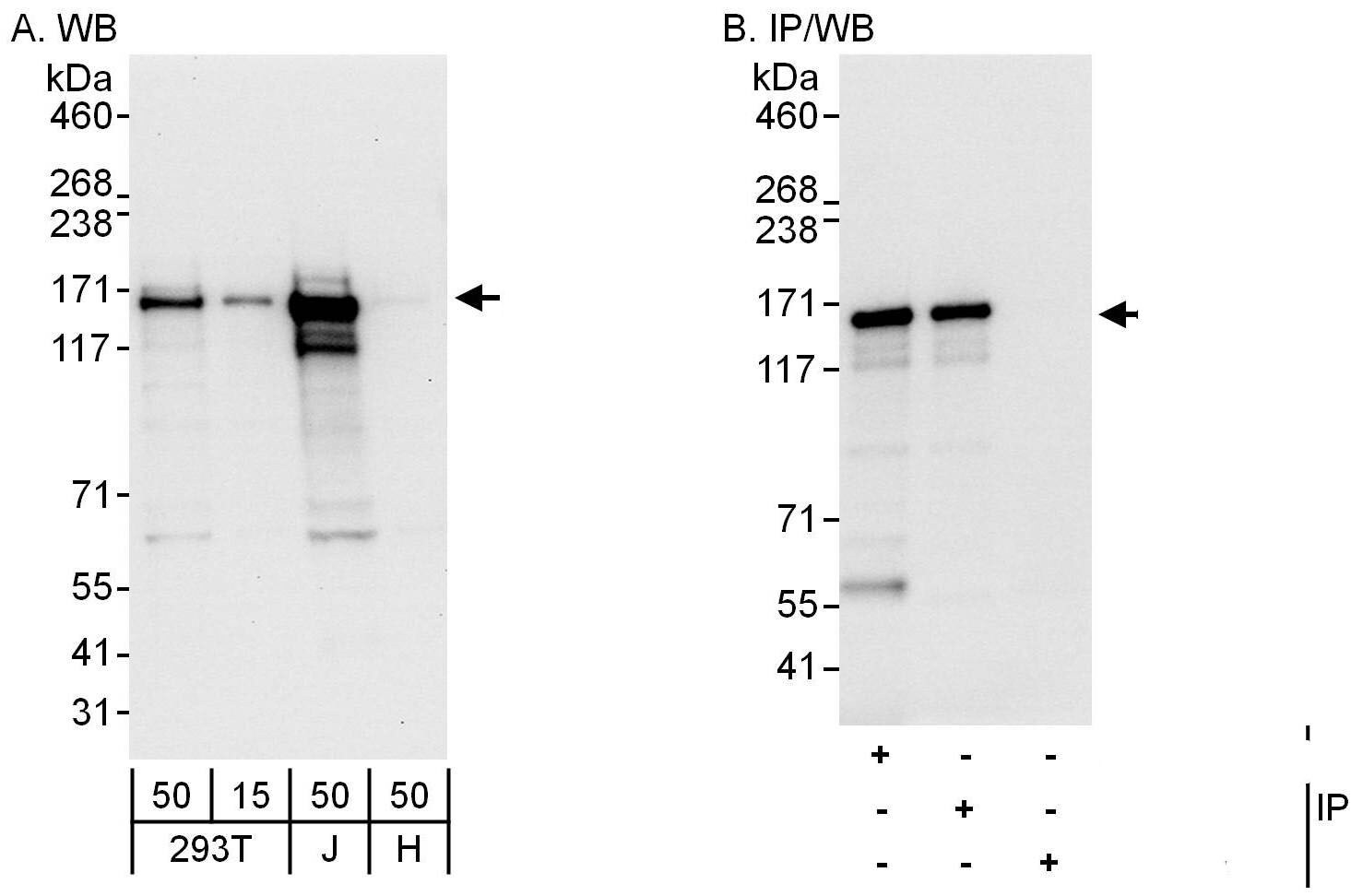 Cingulin Antibody