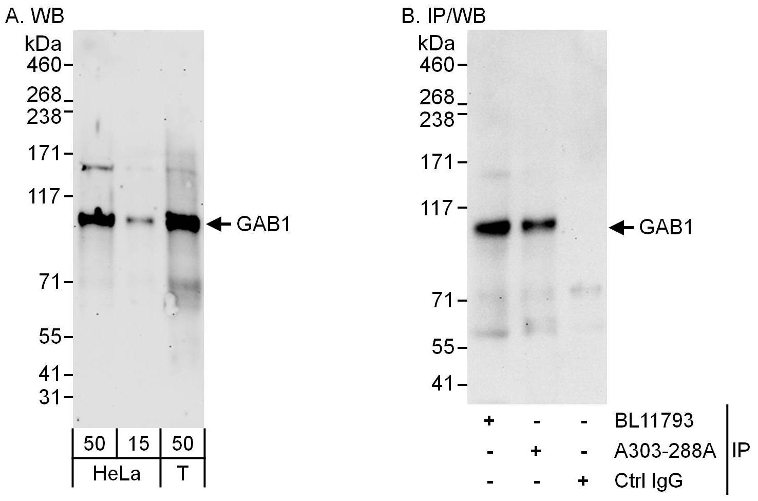 GAB1 Antibody