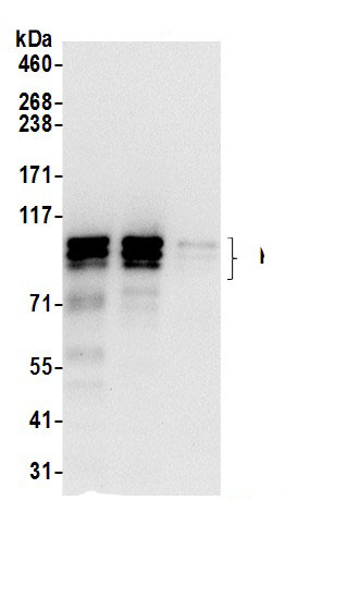 KRI1 Antibody