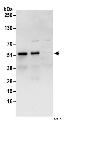 FAM53C Antibody
