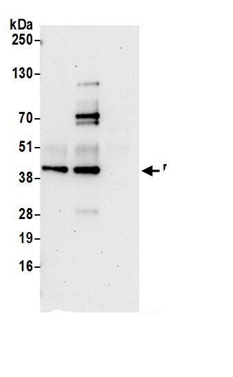 DRG1 Antibody