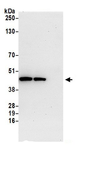 SUCLA2 Antibody